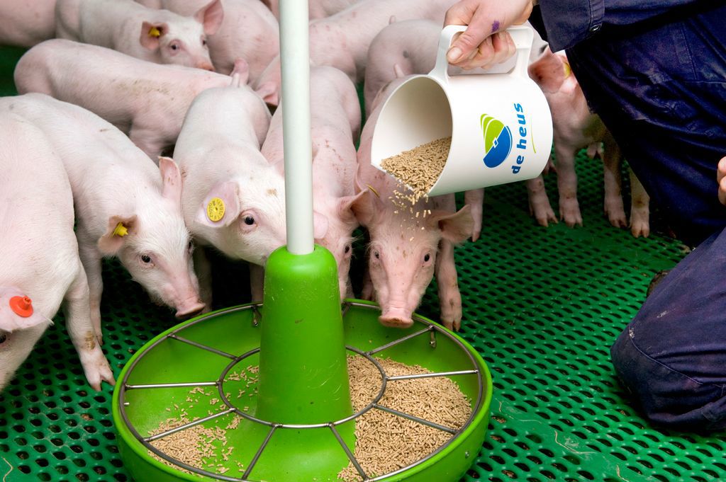 Animal Nutrition Animal Nutrition