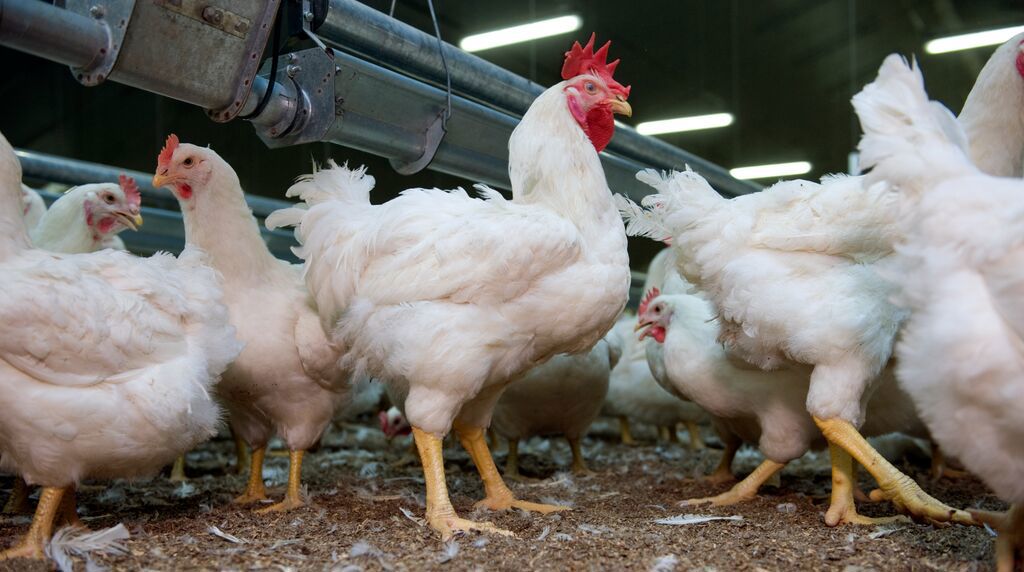 Broilers